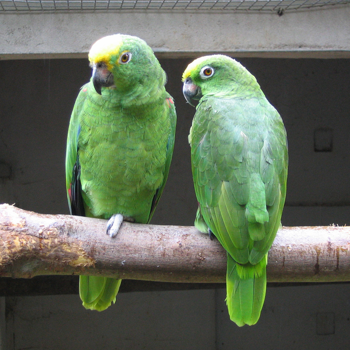 Yellow-crowned Amazon wallpaper