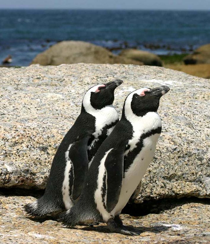 African Penguin wallpaper