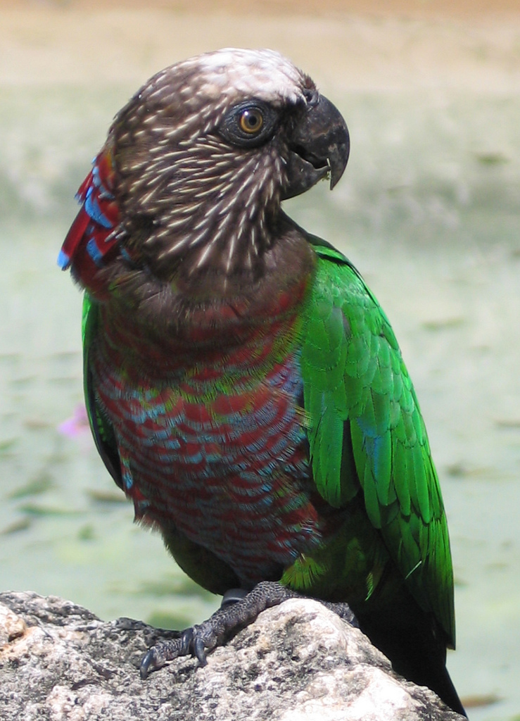 Red-fan Parrot wallpaper