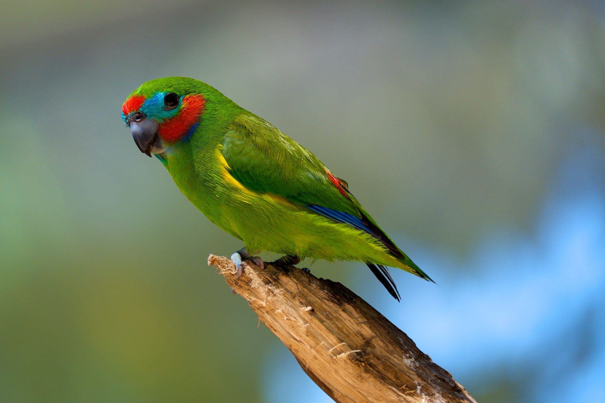 Double-eyed Fig-parrot wallpaper