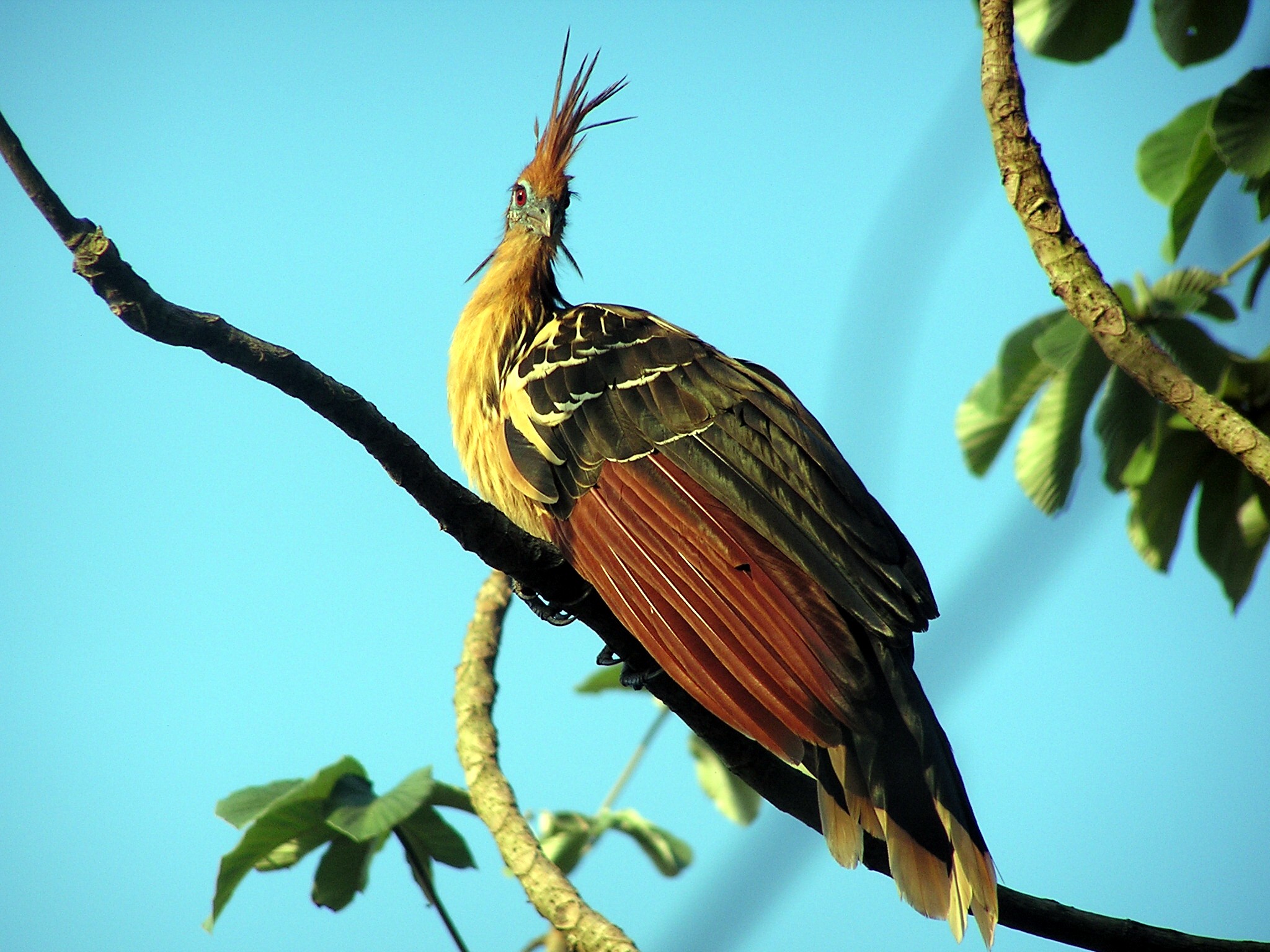 Hoatzin wallpaper