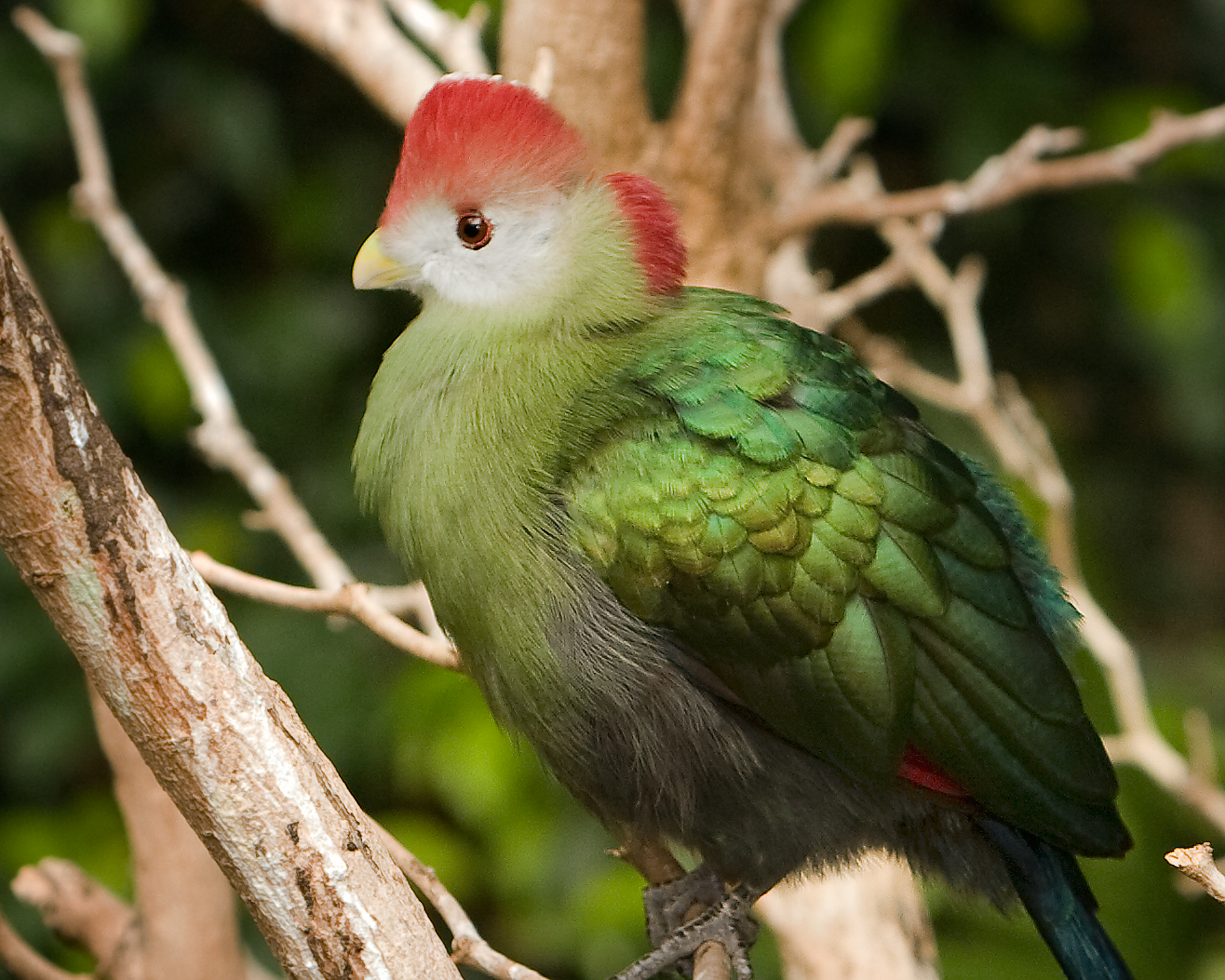 Red-crested Turaco wallpaper