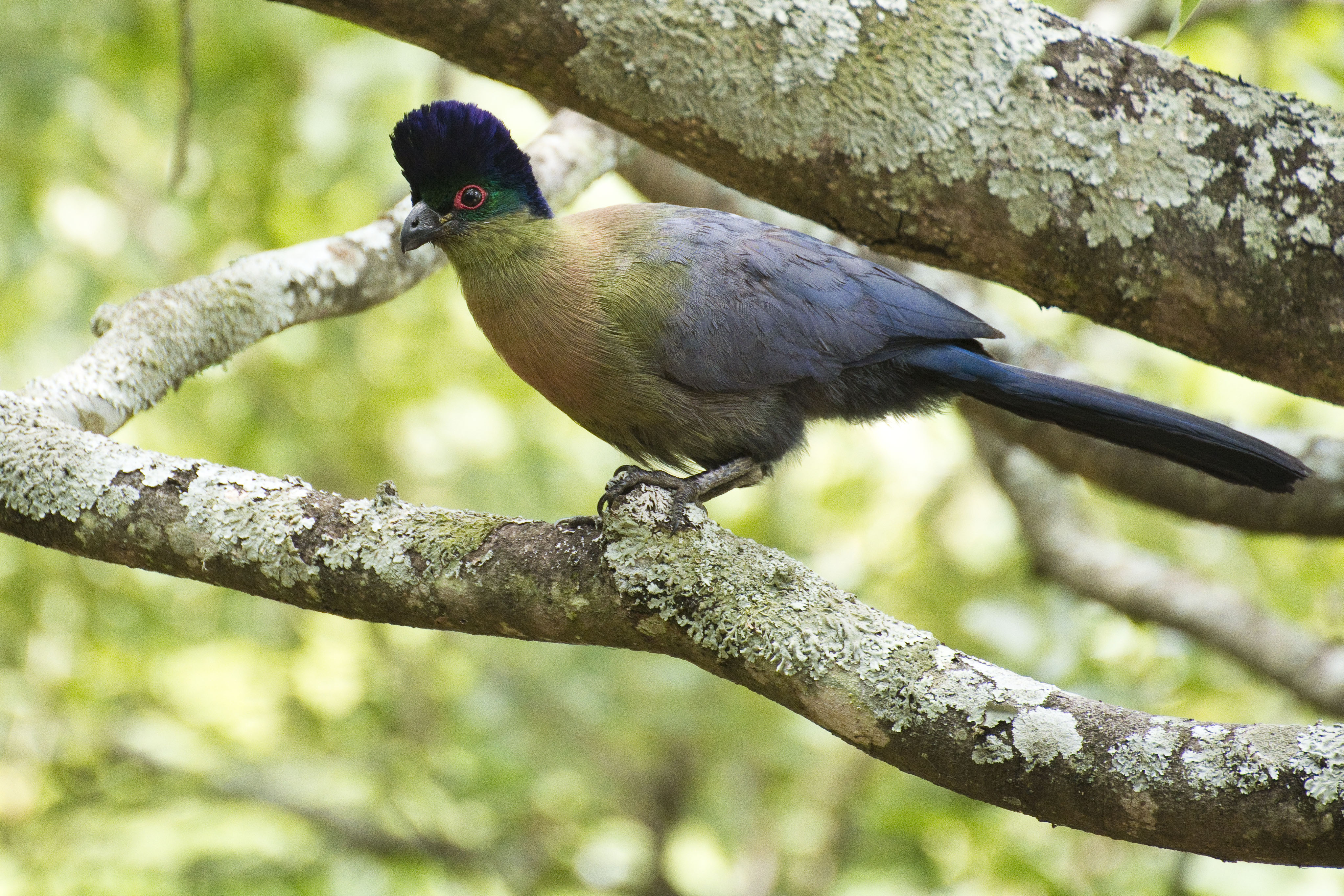 Purple-crested Turaco wallpaper