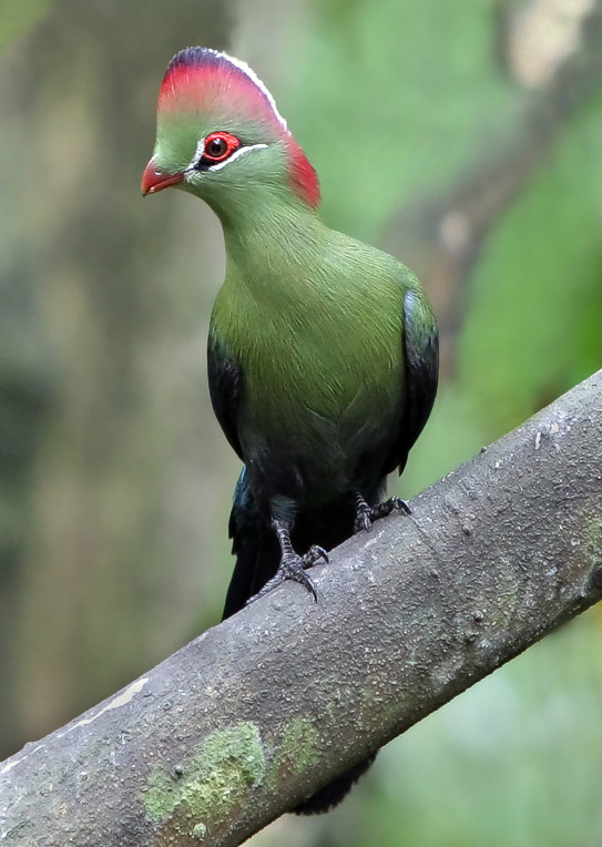 Fischer's Turaco wallpaper