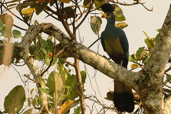 Great Blue Turaco wallpaper