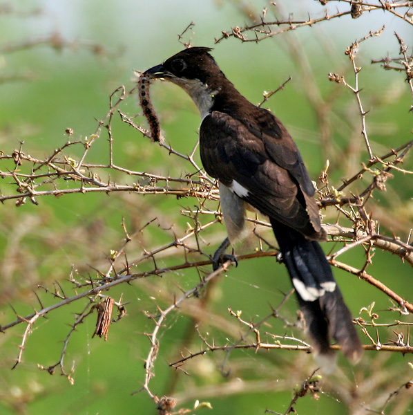 Jacobin Cuckoo wallpaper