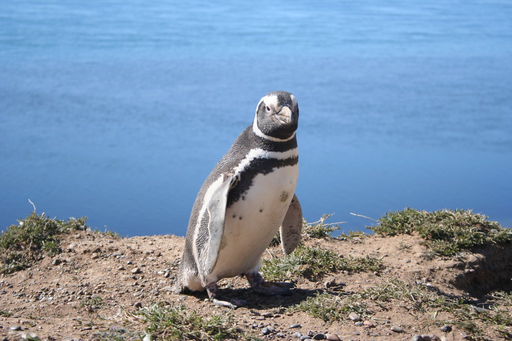 Magellanic Penguin wallpaper