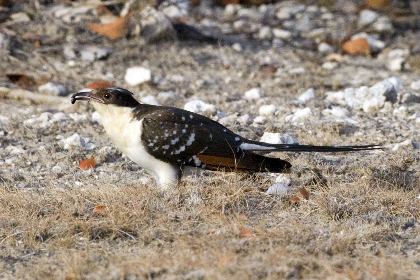 Great Spotted Cuckoo wallpaper