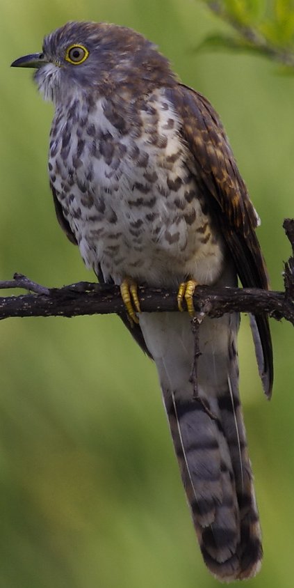 Common Hawk-Cuckoo wallpaper