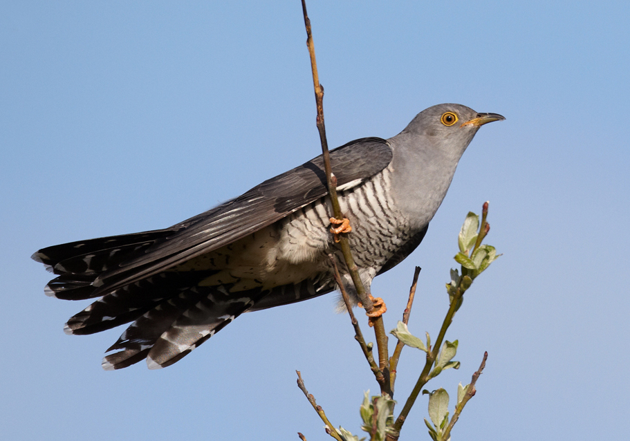 Common Cuckoo wallpaper