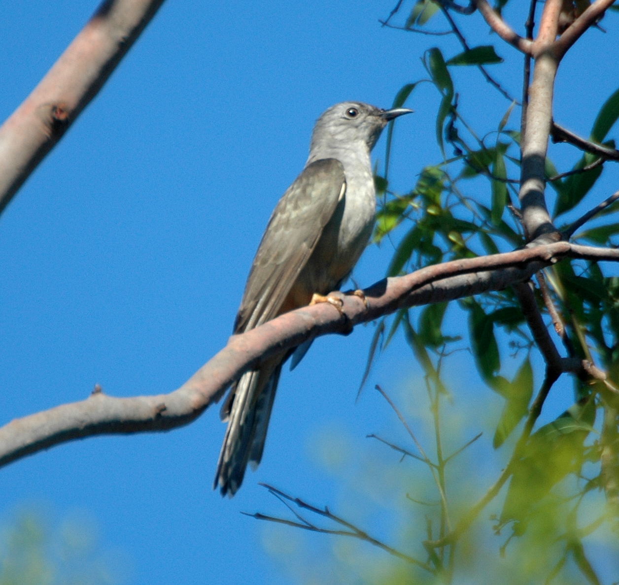 Brush Cuckoo wallpaper