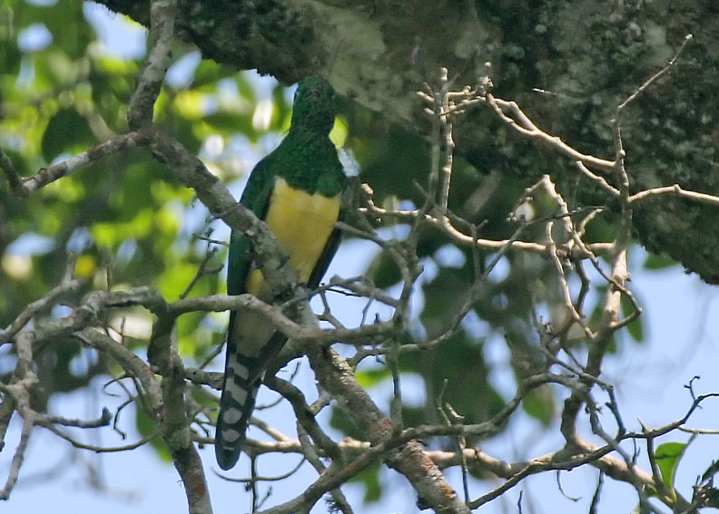 African Emerald Cuckoo wallpaper