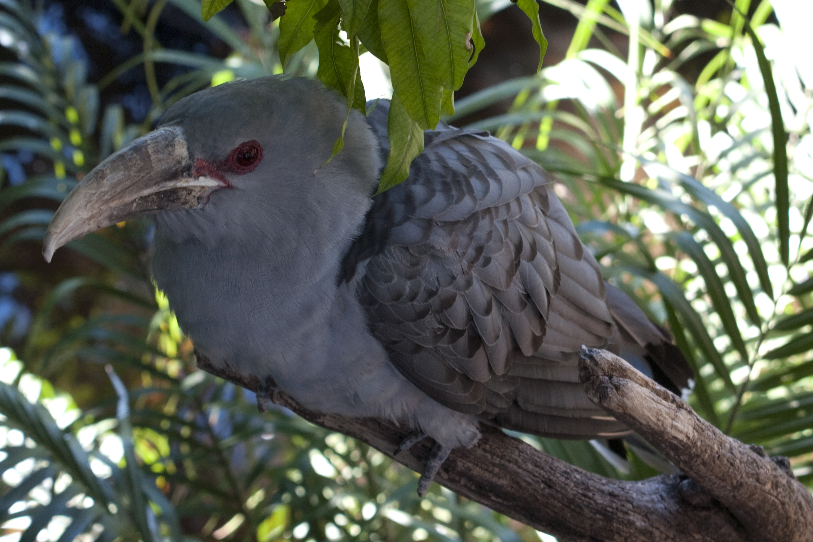 Channel-billed Cuckoo wallpaper