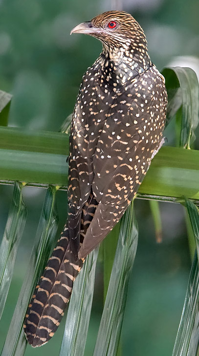 Asian Koel wallpaper