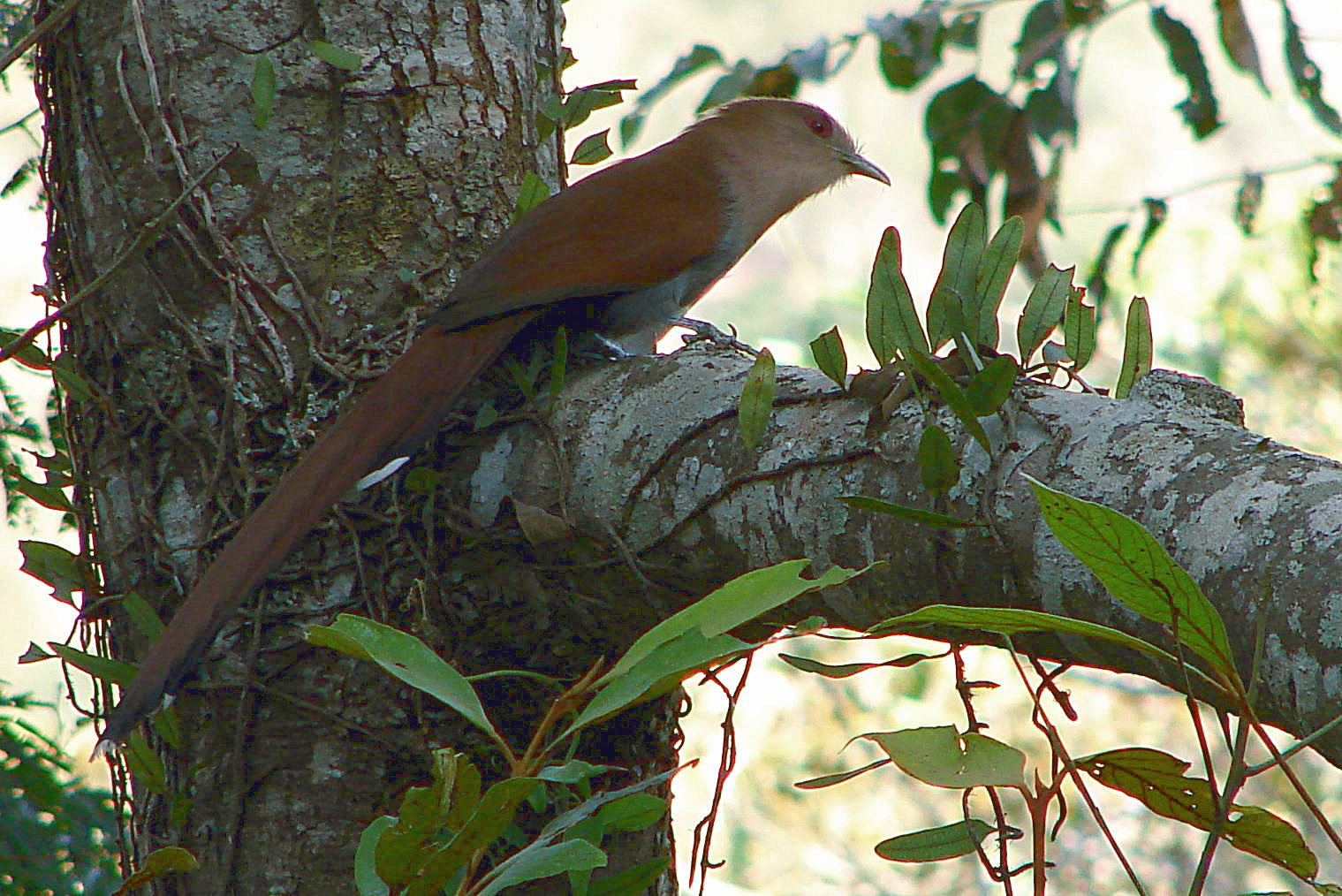 Squirrel Cuckoo wallpaper