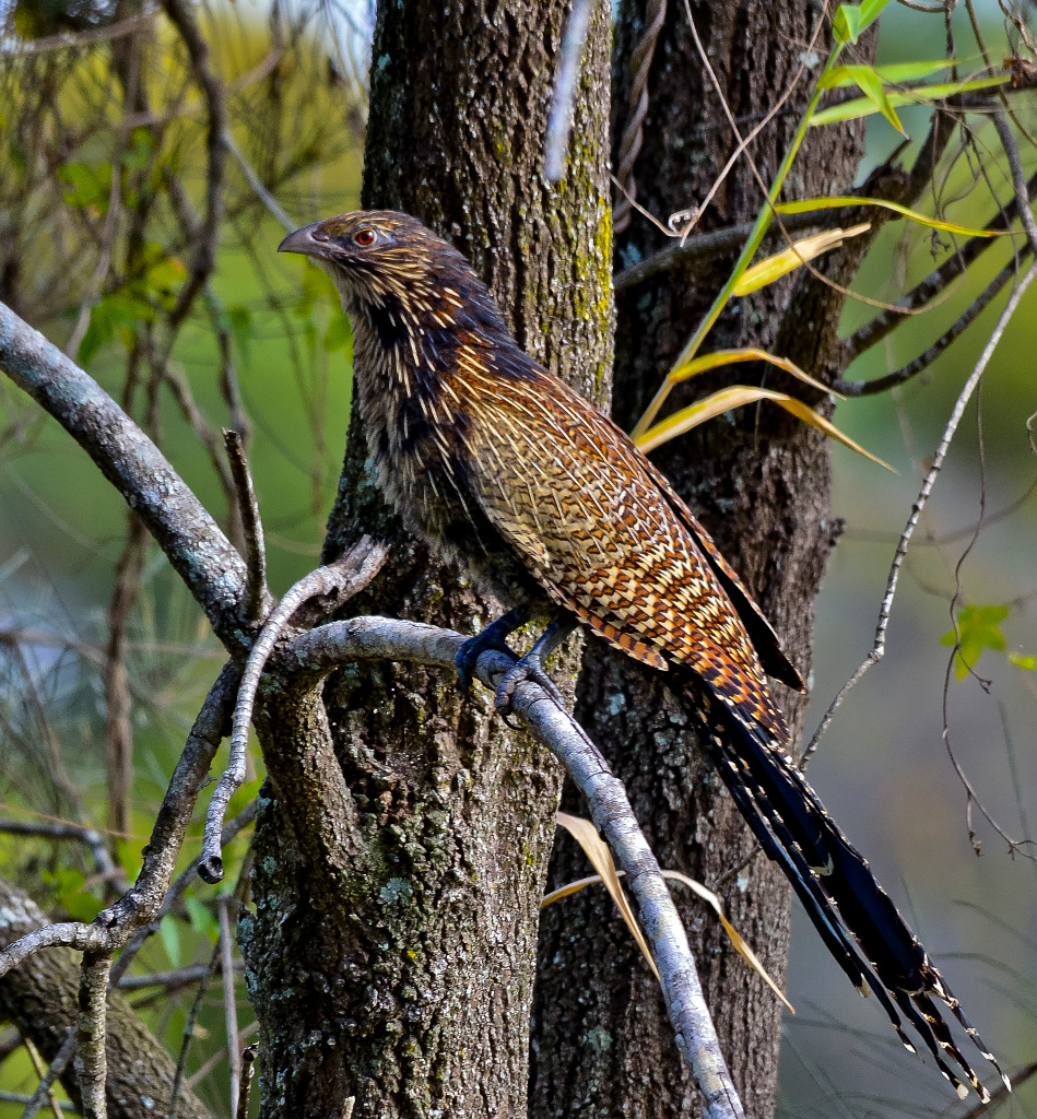 Pheasant Coucal wallpaper