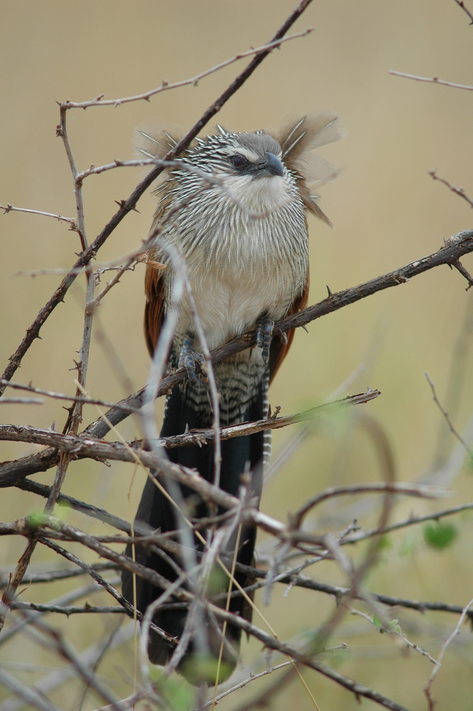 White-browed Coucal wallpaper