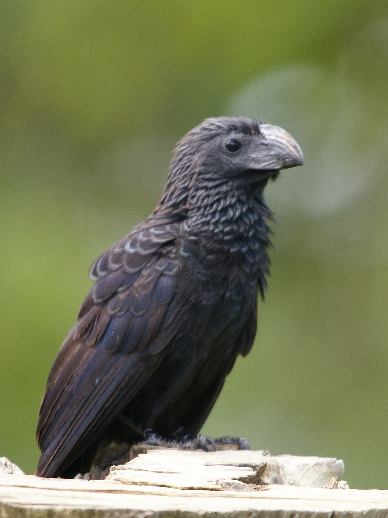 Groove-billed Ani wallpaper