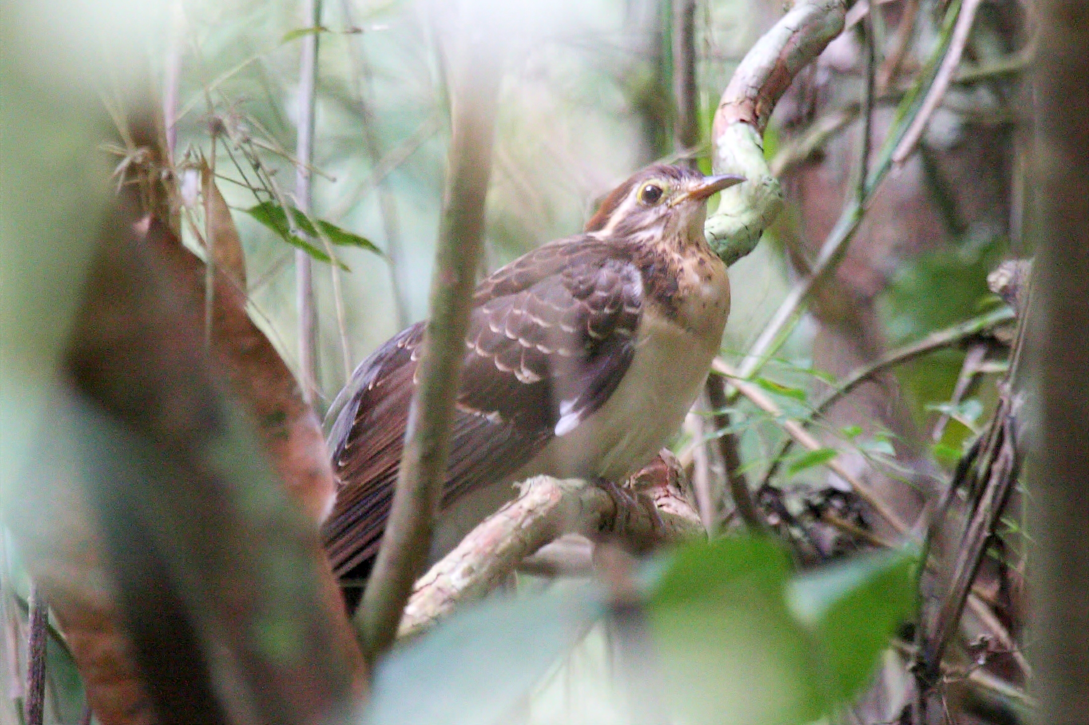 Pheasant Cuckoo wallpaper