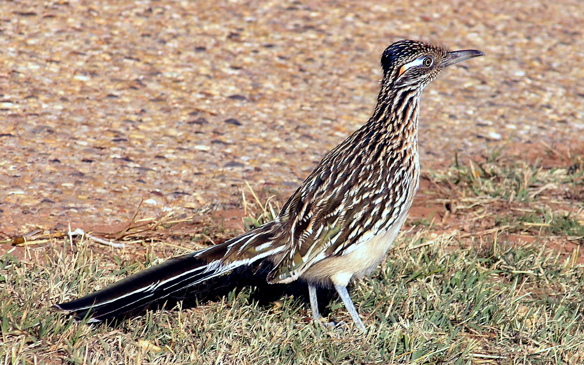 Greater Roadrunner wallpaper