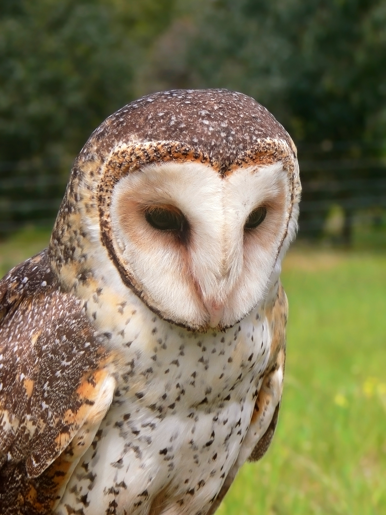 Australian Masked Owl wallpaper