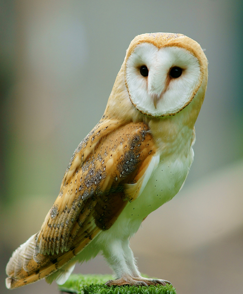 Barn Owl wallpaper