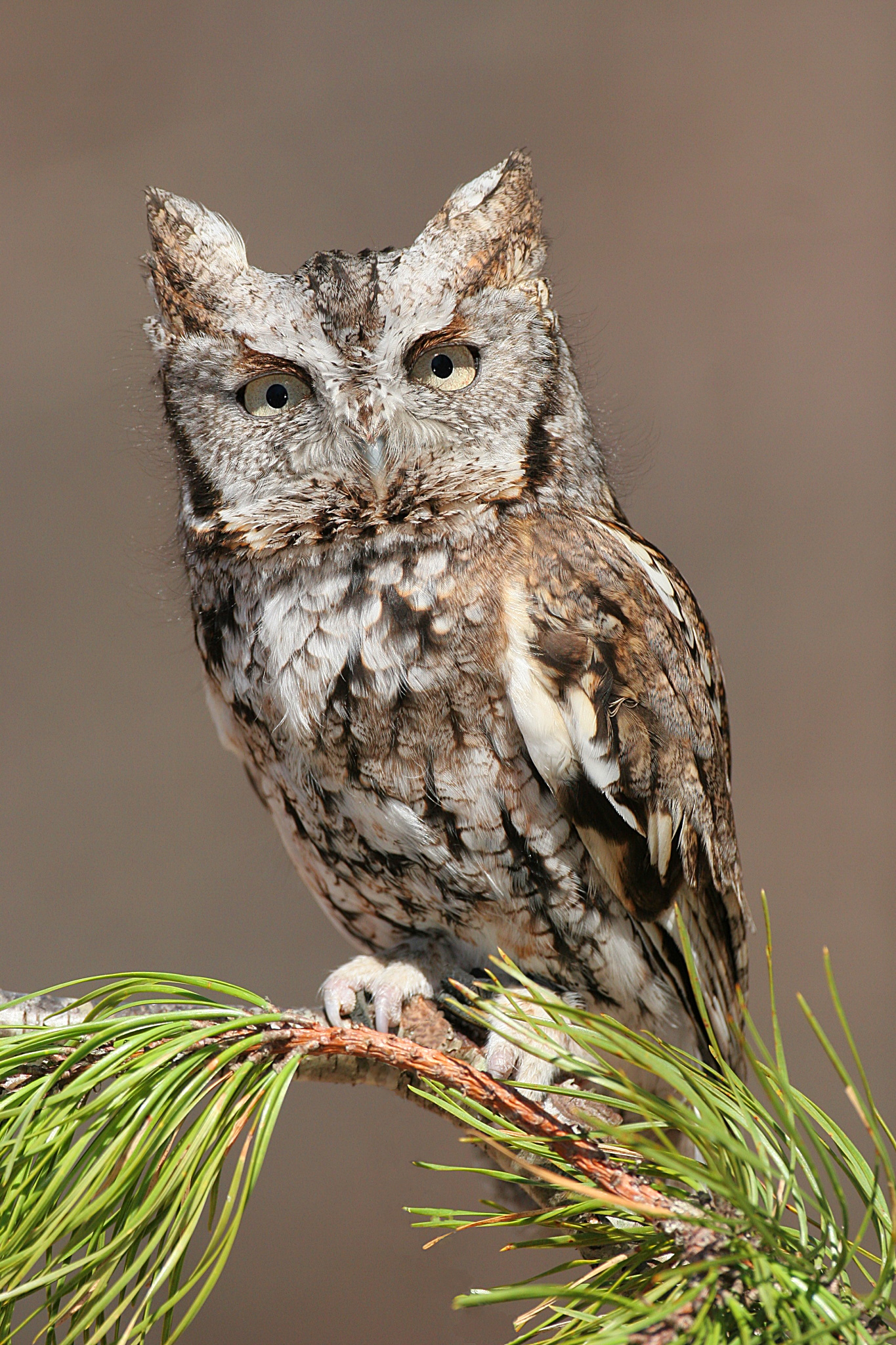 Eastern Screech Owl wallpaper