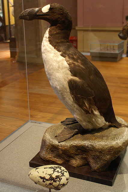 Great Auk wallpaper