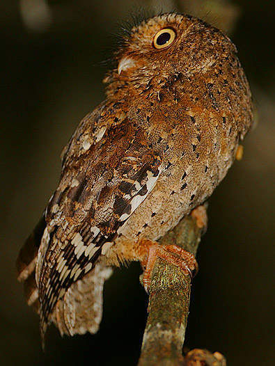 Sokoke Scops Owl wallpaper