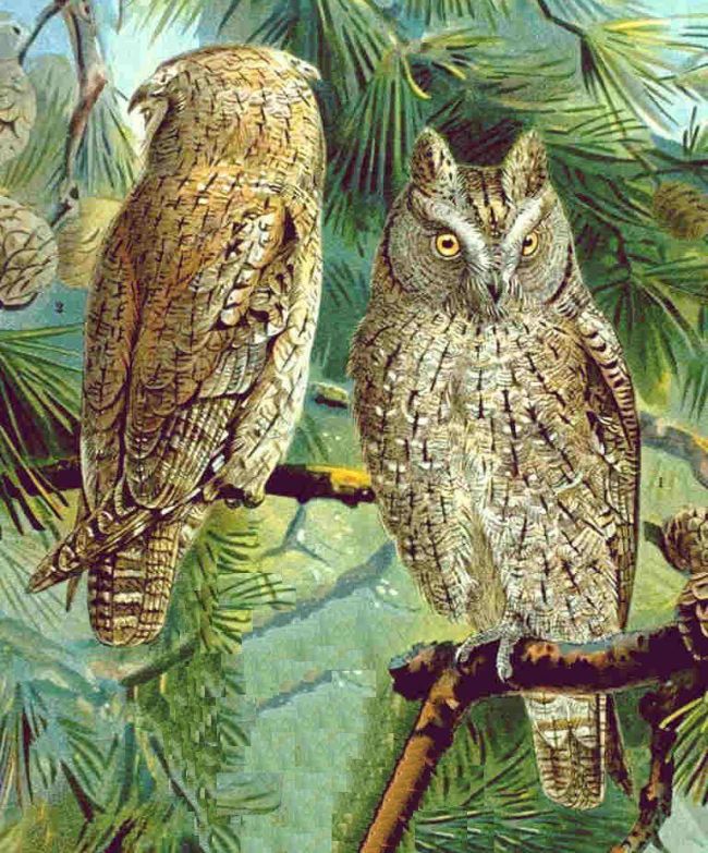 Eurasian Scops-owl wallpaper