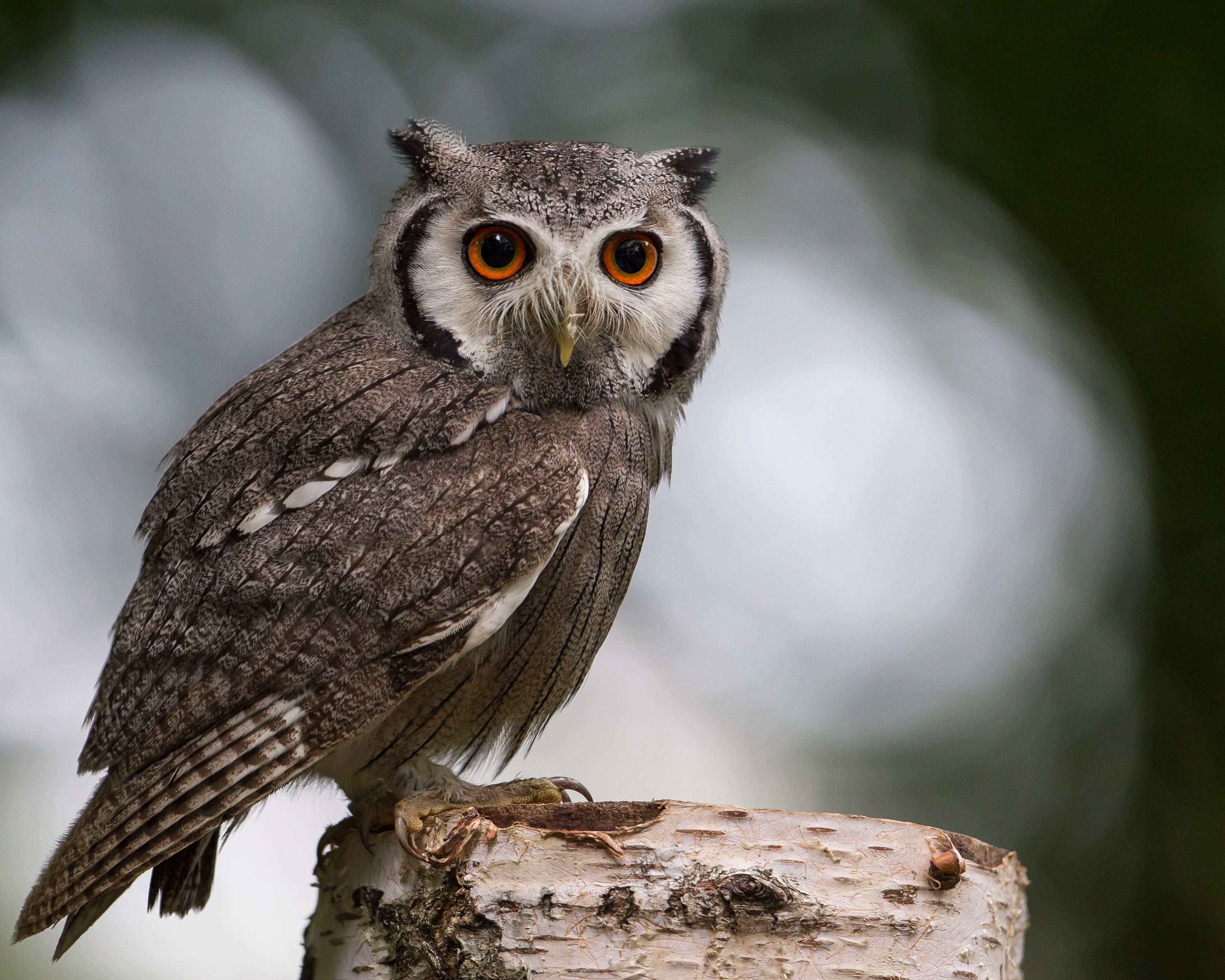 Southern White-faced Owl wallpaper