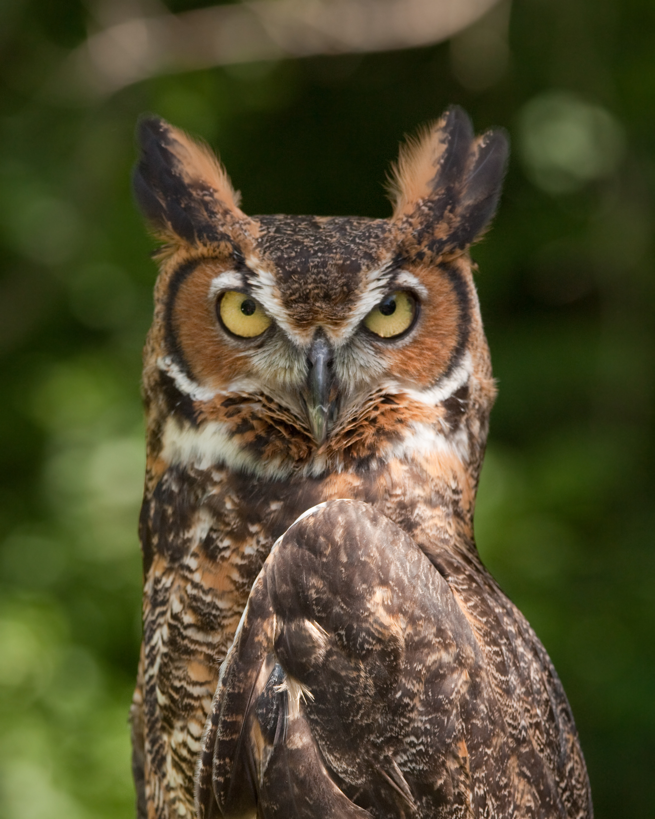 Great Horned Owl wallpaper