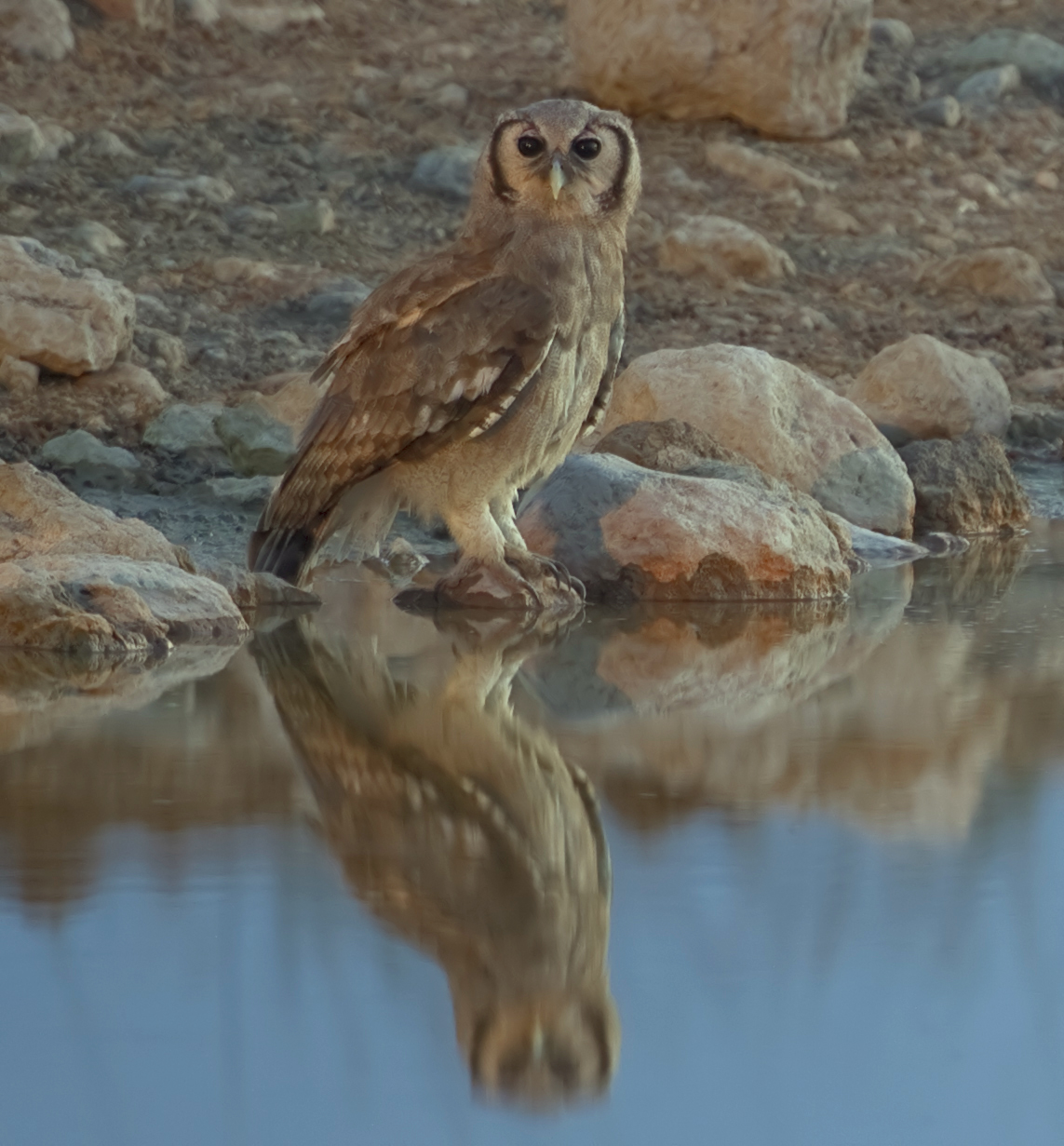 Verreaux's Eagle-owl wallpaper