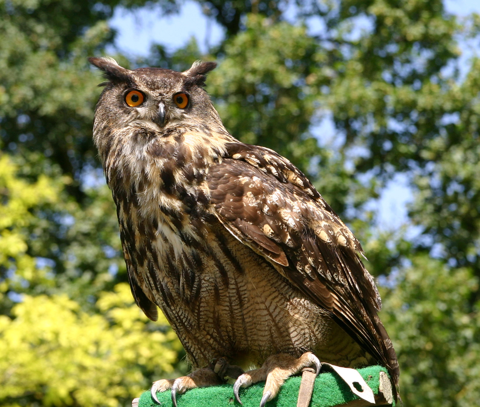 Eurasian Eagle-owl wallpaper