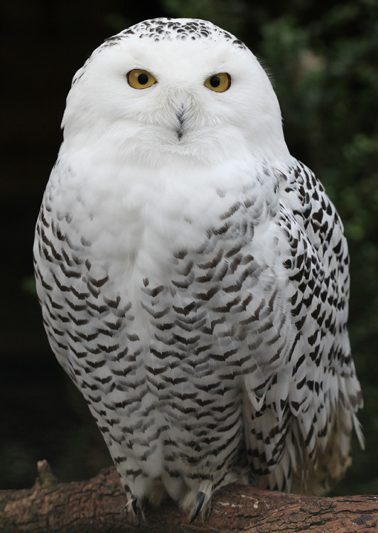 Snowy Owl wallpaper