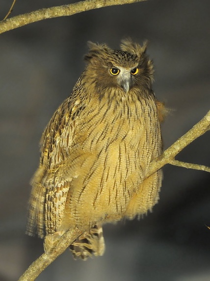 Blakiston's Fish-owl wallpaper