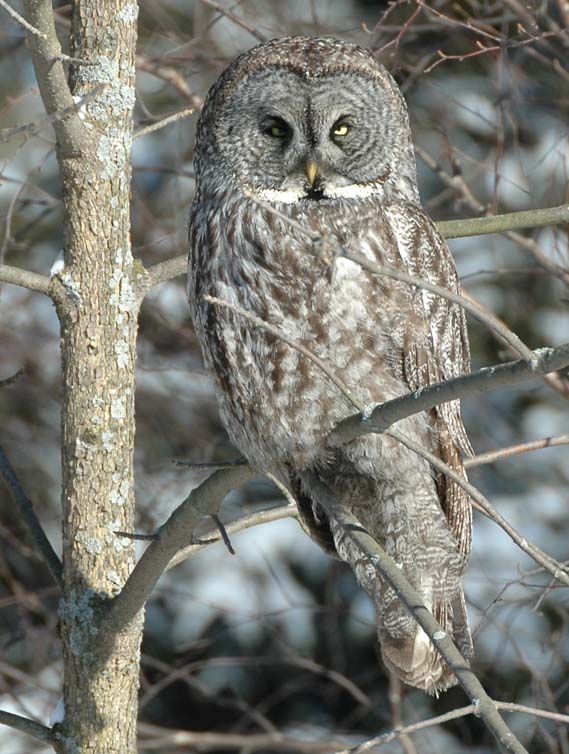 Great Grey Owl wallpaper