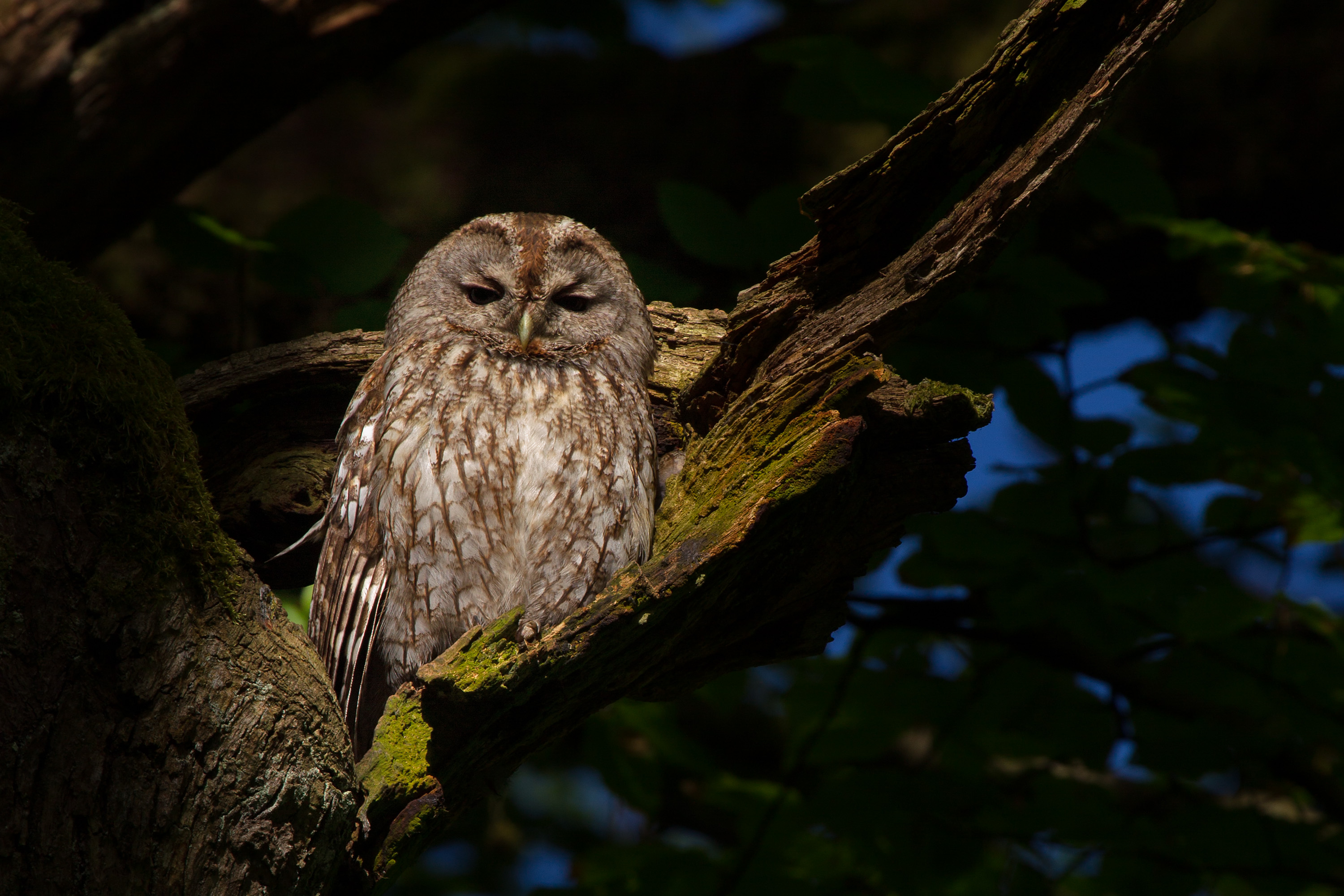 Tawny Owl wallpaper
