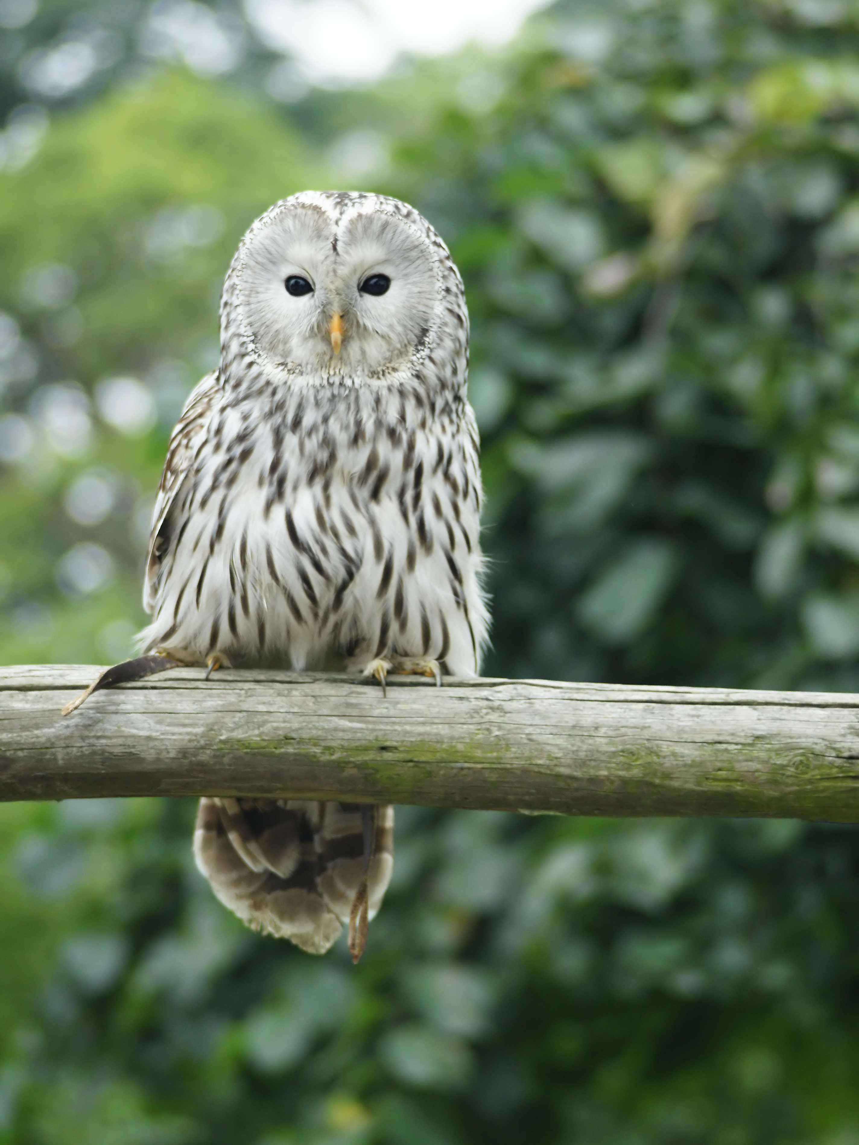 Ural Owl wallpaper