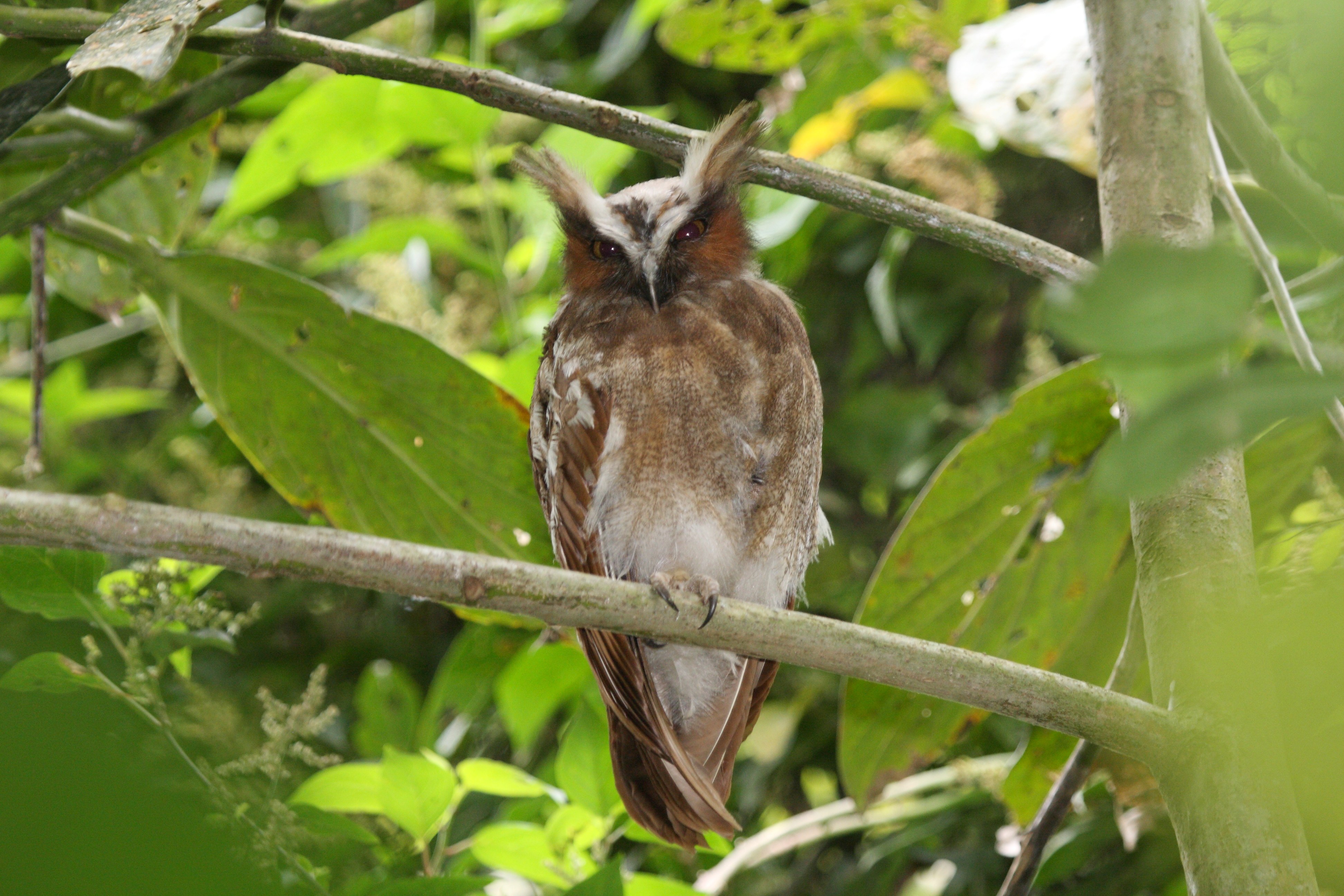 Crested Owl wallpaper