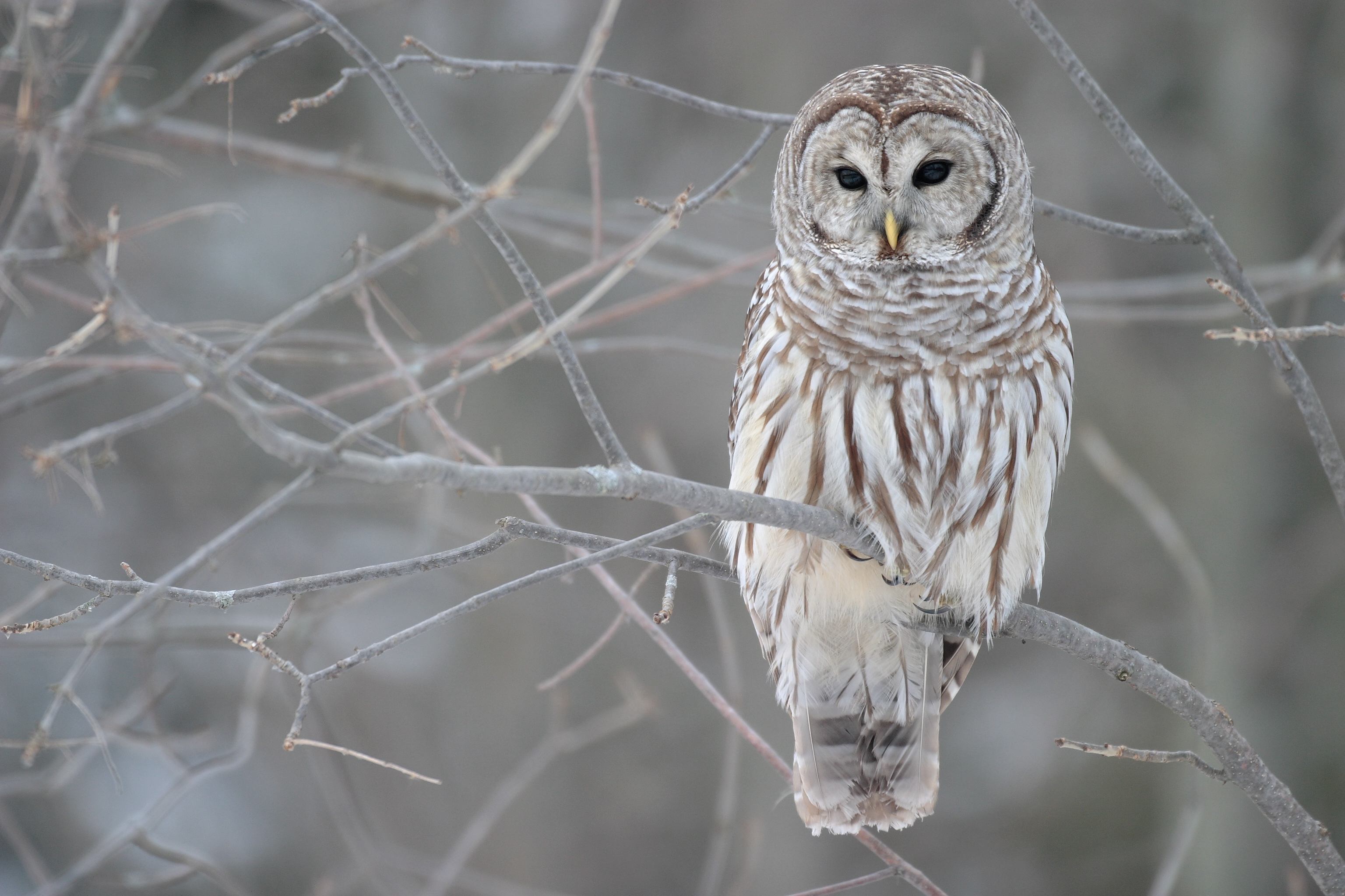 Barred Owl wallpaper