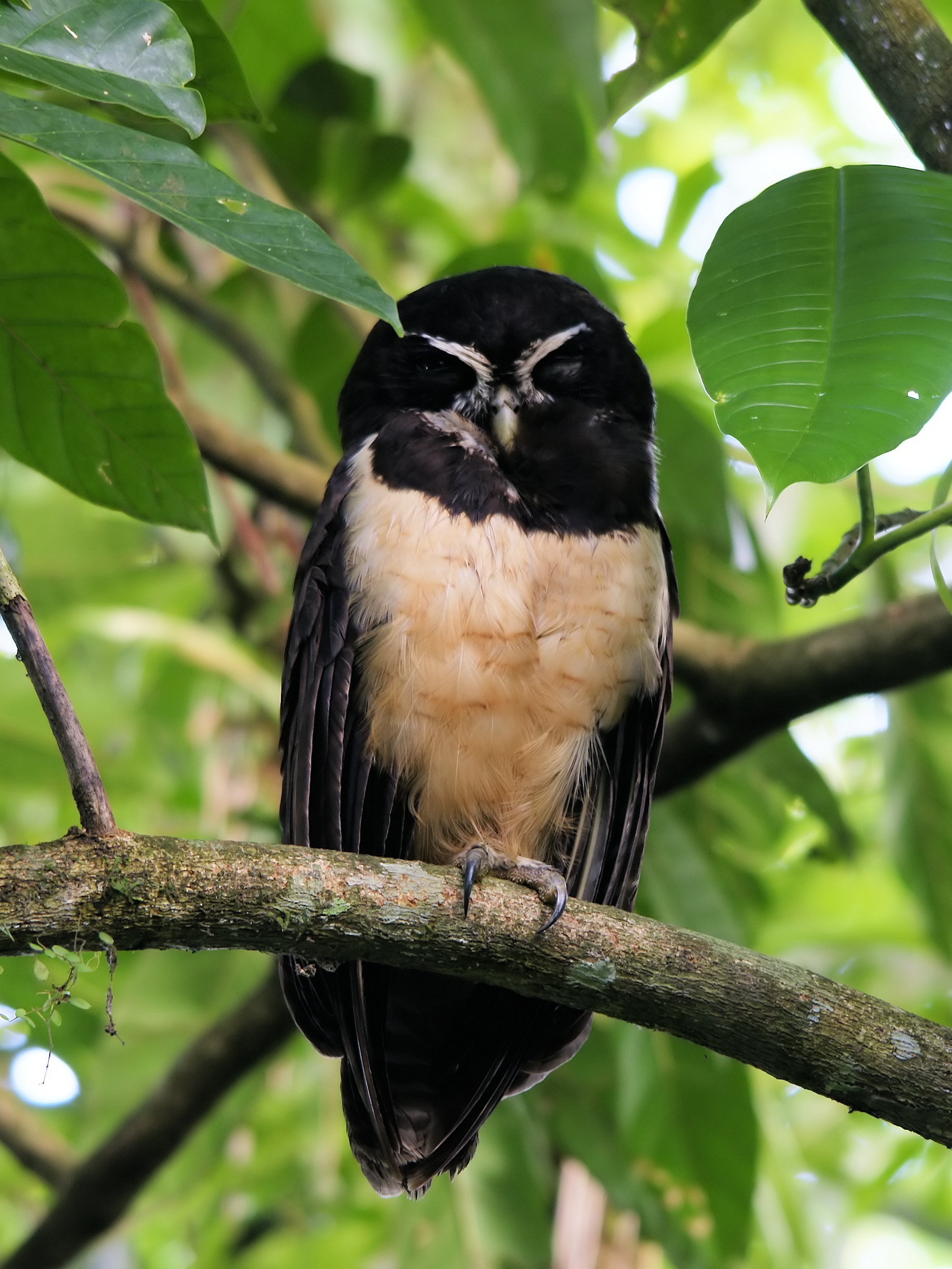 Spectacled Owl wallpaper