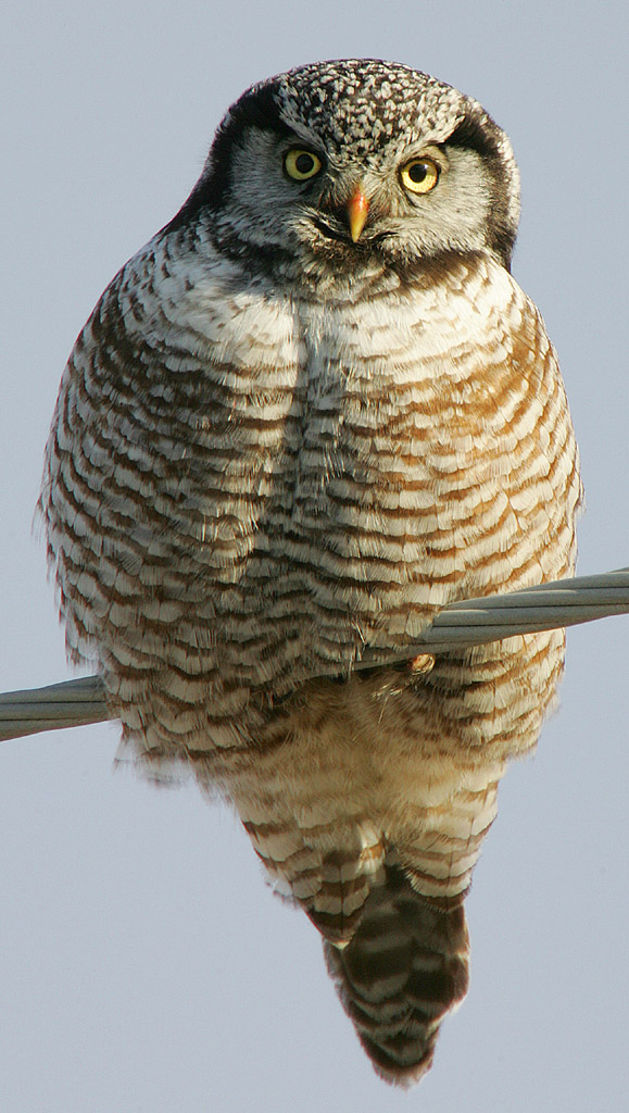 Northern Hawk-Owl wallpaper