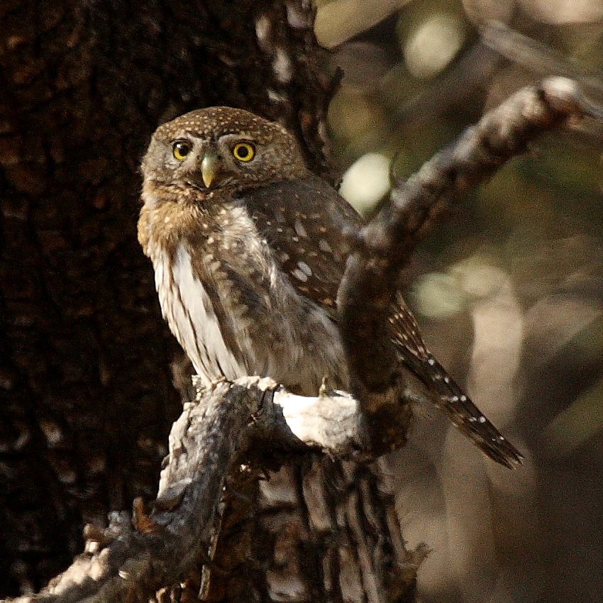 Mountain Pygmy Owl wallpaper