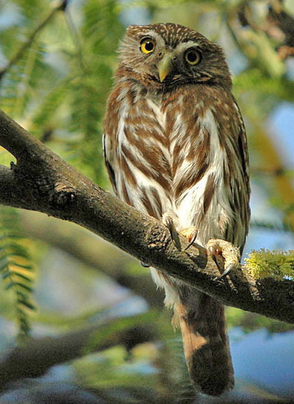 Ferruginous Pygmy Owl wallpaper