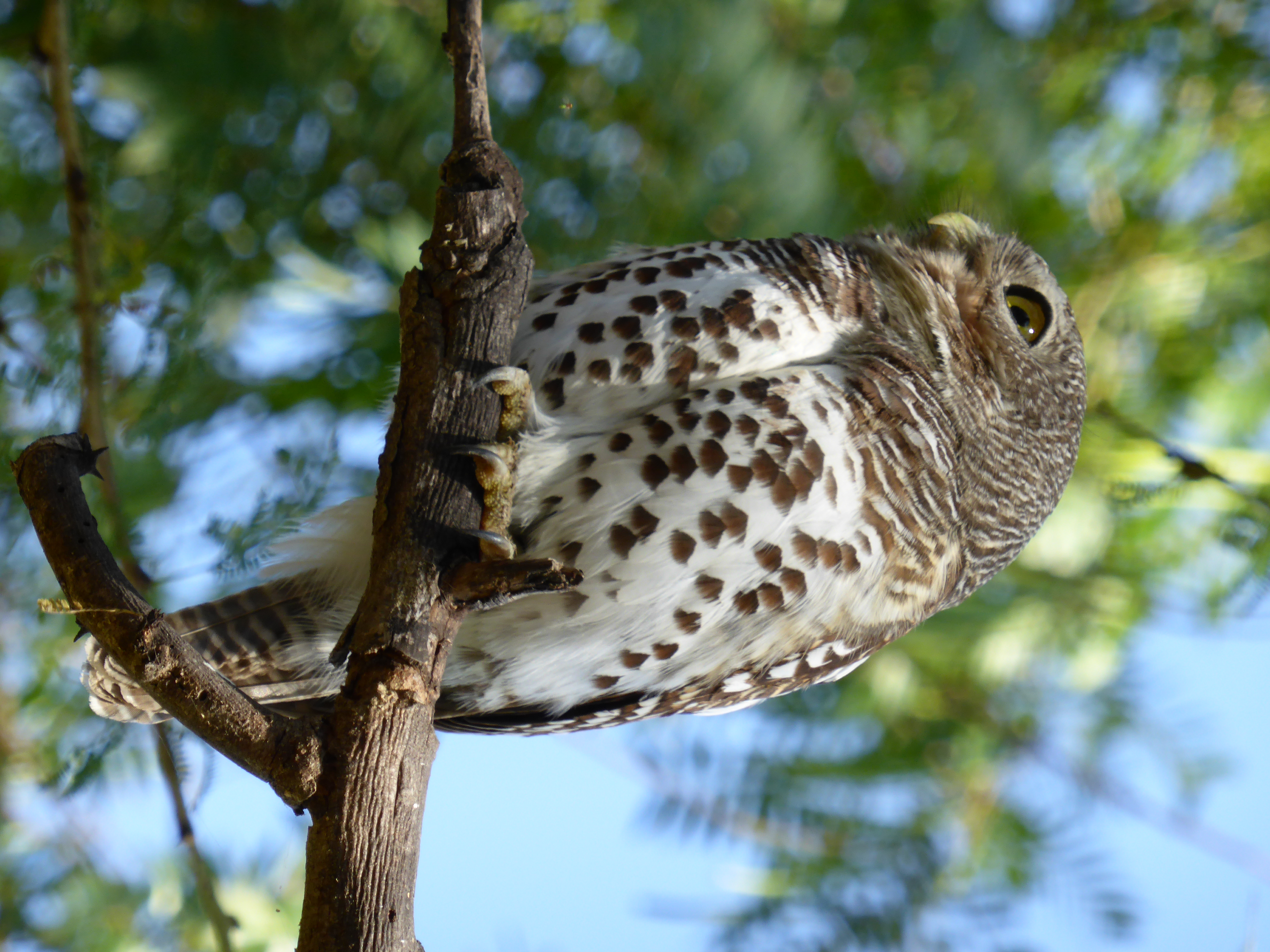 African Barred Owlet wallpaper