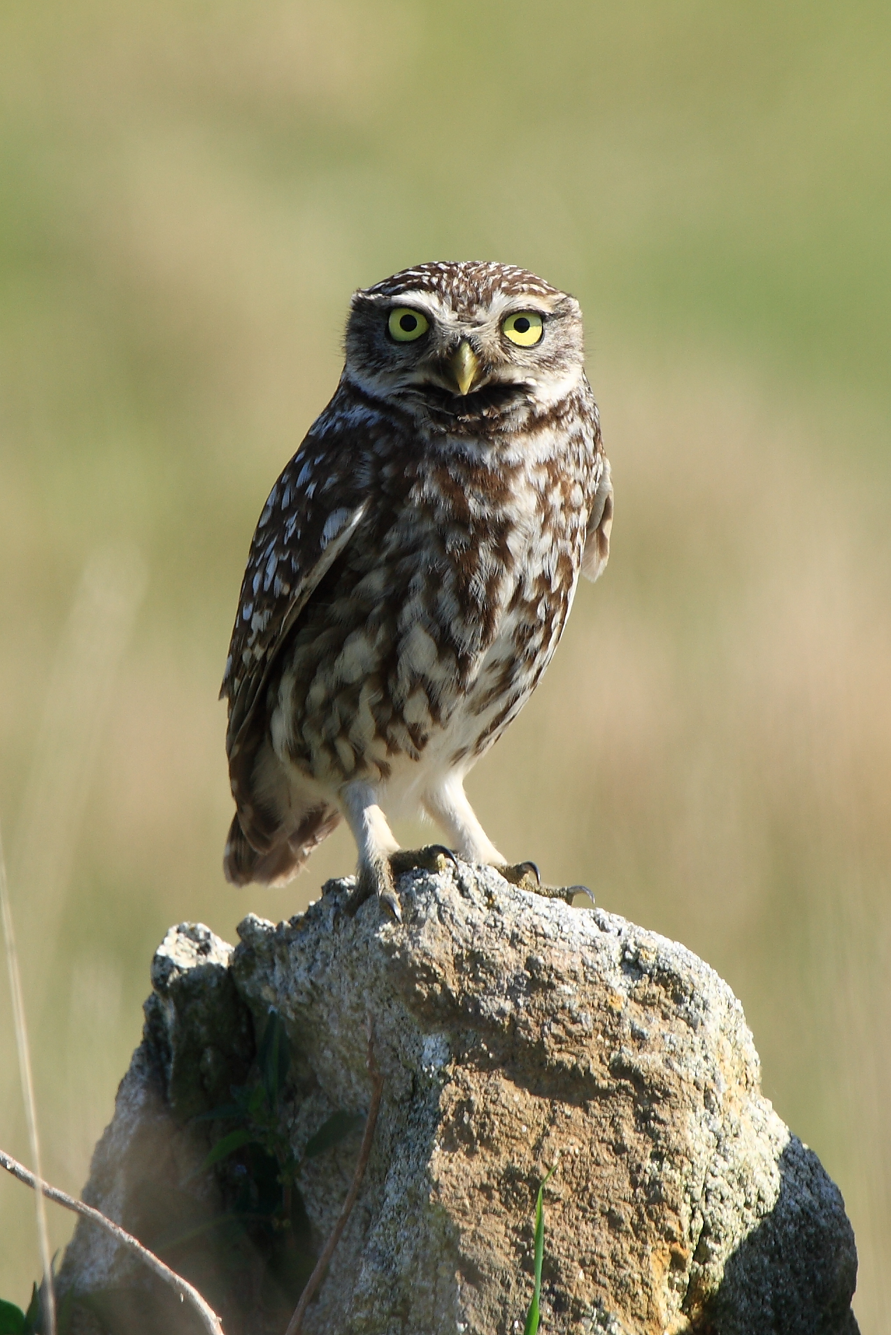 Little Owl wallpaper