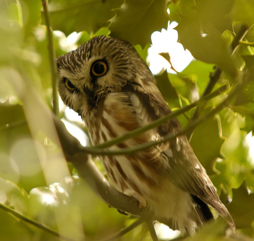 Northern Saw-whet Owl wallpaper