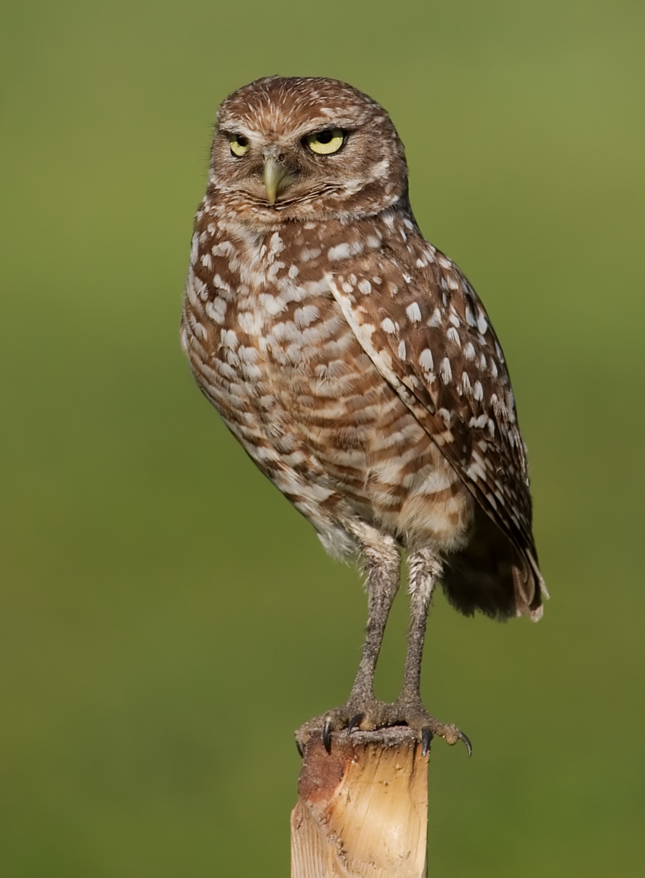 Burrowing Owl wallpaper