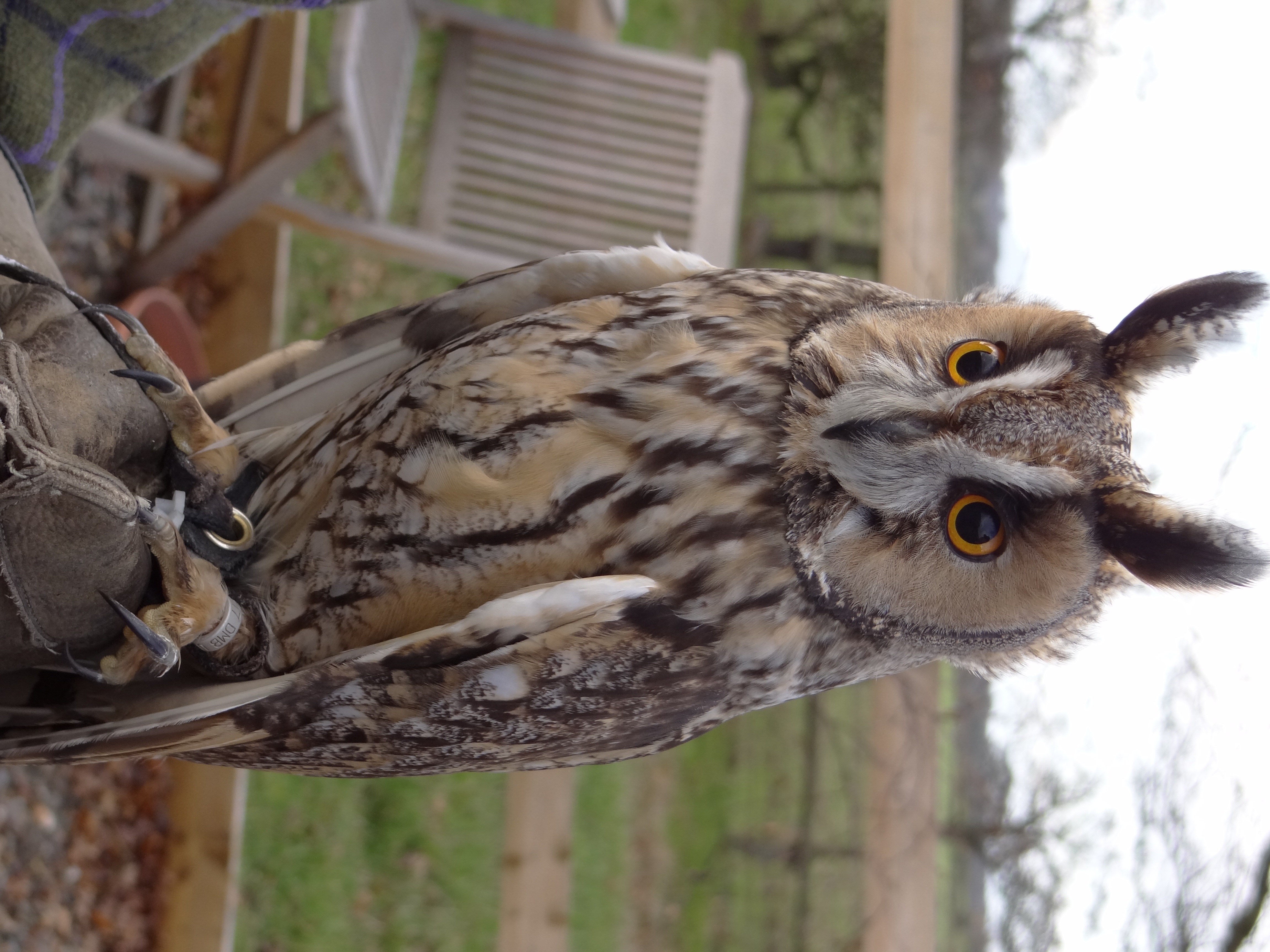 Long-eared Owl wallpaper